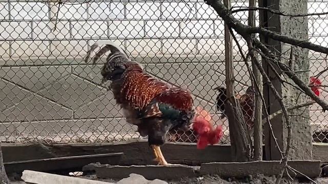 Звук петуха или как говорит петух ?