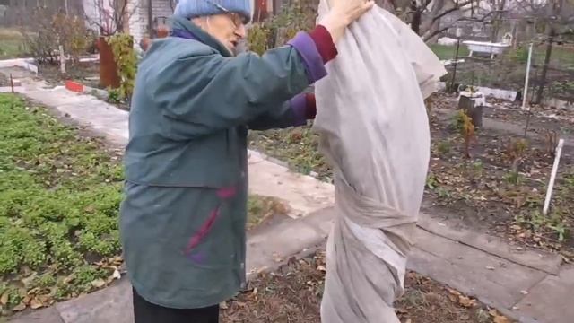 Как и когда укрывать персик на зиму в Черноземье.