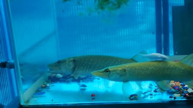 ЩУКА в АКВАРИУМЕ.الصيد,КОРМЛЕНИЕ ЩУКИ ДОМА ЩУКА, рыбалка,pike in the aquarium,Find Fish Underground