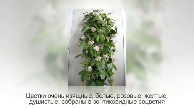 ТОП-10 самых НЕПРИХОТЛИВЫХ ВЬЮЩИХСЯ комнатных растений, фото и названия