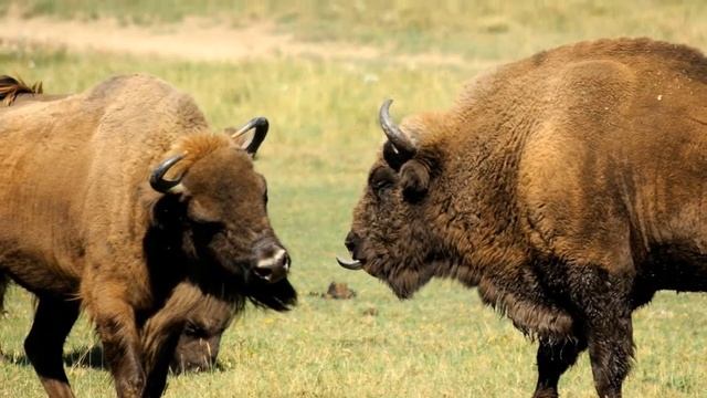 Зубр - животные красной книги #24