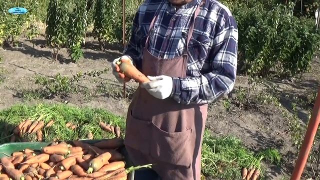 ХРАНЕНИЕ МОРКОВИ-САМЫЕ ВАЖНЫЕ МОМЕНТЫ, КАК СОХРАНИТЬ МОРКОВЬ.