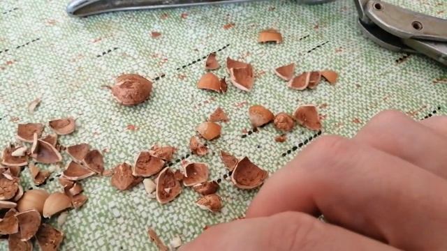 как легко очистить скарлупу от ореха фунлук или лещина своими руками