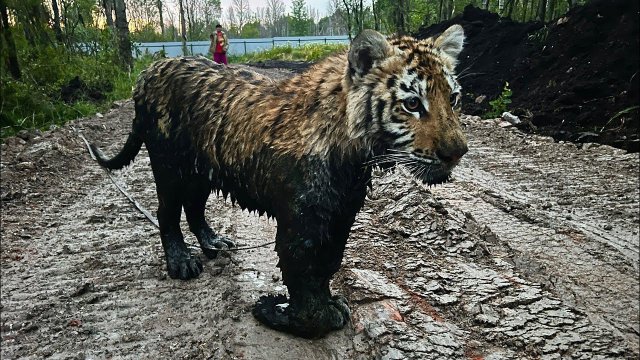 Исследуем новую дорогу с Черным Тигром!