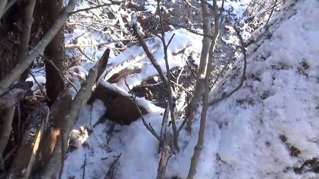 Ставлю капканы на куницу.