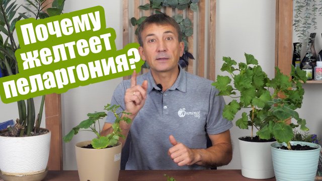 5 ошибок, из-за которых желтеет герань (пеларгония)! Это легко исправить!