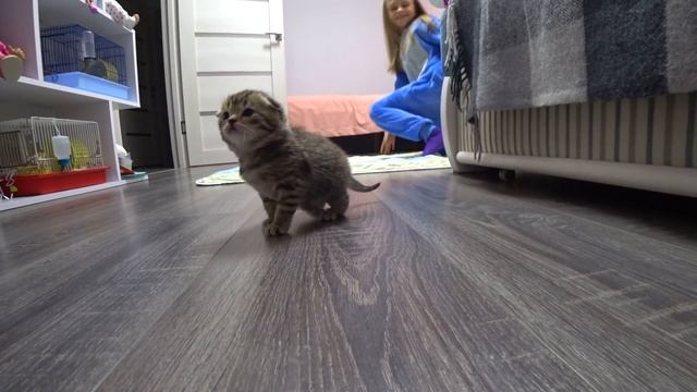 Видео про кошку! Котята открыли глаза! Мама кошка
