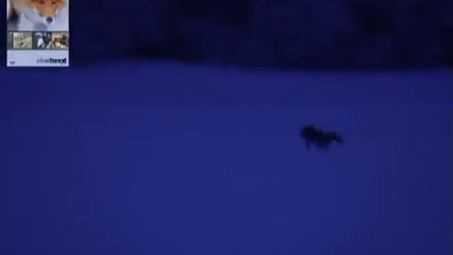 Охота на лису с манками NORDIK PREDATOR