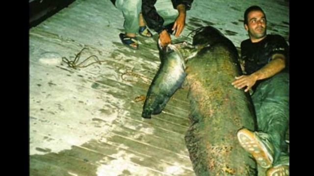 Пойман самый большой сом в мире! Рекорд Гиннесса. ТОП-5 самых крупных сомов в разных странах.