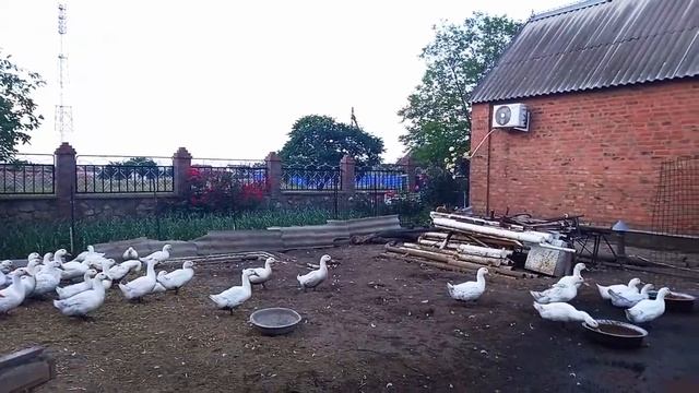 САМАЯ ЛУЧШАЯ ПОРОДА УТОК ! Бройлерная утка Агидель МЯСНАЯ И ВЫГОДНАЯ !