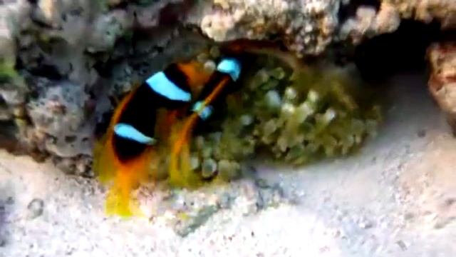 Рыбы клоуны