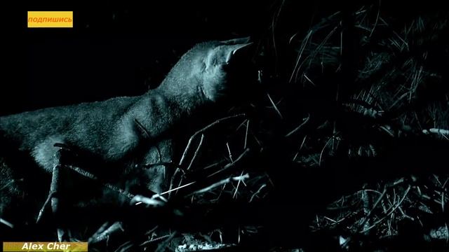 Африканские Хищники, Природа Африки, Животные этих мест – одни из самых опасных на Земле.