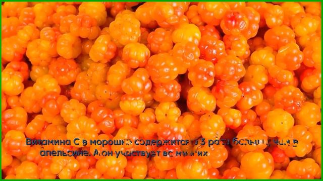 Ягода морошка —  полезные свойства и кому нельзя