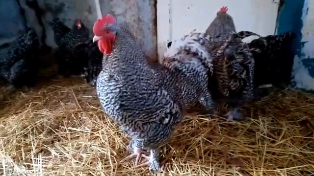 Каннибализм у кур Причины и как бороться с расклевом