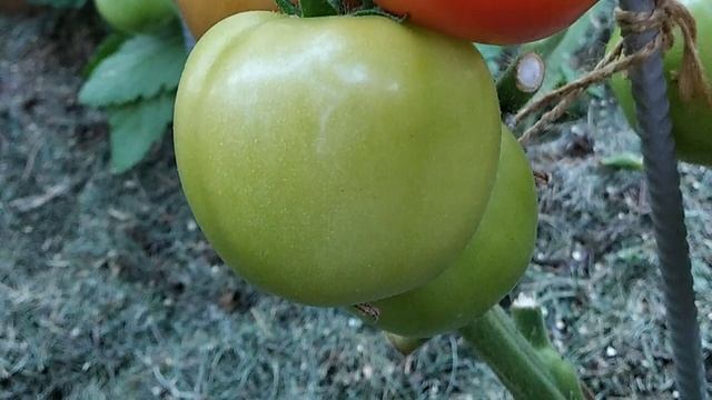 Томат Видимо - Невидимо. Не подтвердил свой статус.