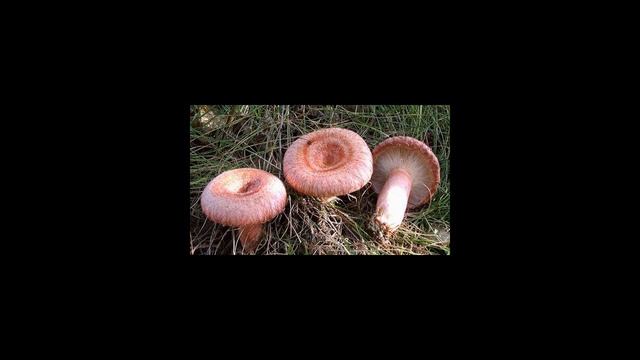 Как солить волнушки горячим способом?