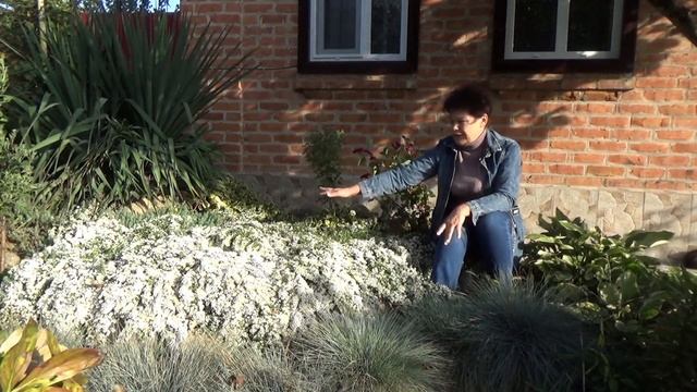 Астра вересковая Не могу налюбоваться. Полное описание и выращивание