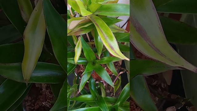 ЗОЛОТОЙ УС.(Действительно ЗОЛОТОЙ) РЕЦЕПТЫ В ДОМ.УСЛОВИЯХ.