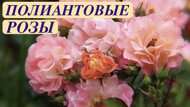 МНОГОЦВЕТКОВЫЕ ОБИЛЬНОЦВЕТУЩИЕ ПОЛИАНТОВЫЕ РОЗЫ. Polyantha Rose. Garden. ДАЧНЫЙ КРЕАТИВ.