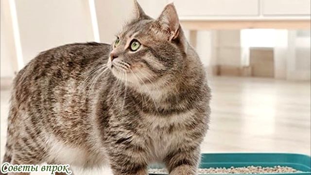 ➤ КАК ИЗБАВИТЬСЯ ОТ КОШАЧЬЕГО ЗАПАХА НА ДИВАНЕ ➤ Как удалить запах кошачьей мочи ➤ Устранить запах