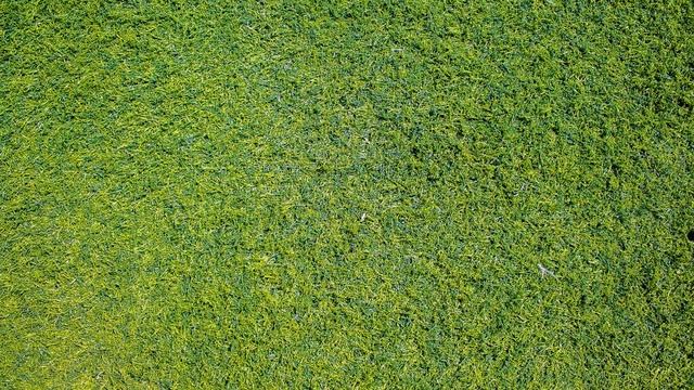 ИГРА для КОТА: мышь БЕГАЕТ и ПИЩИТ по экрану для кошек