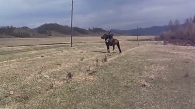 обучение лошади (Алтай)