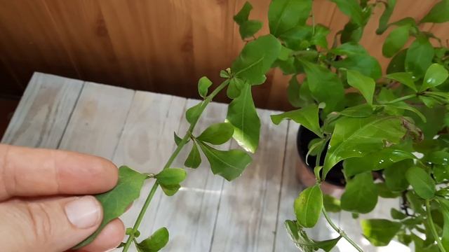 Свинчатка, Плюмбаго  - голубая мечта цветовода. Уход, цветение.