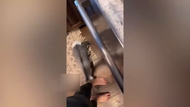 ПРИКОЛЫ С КОТАМИ - С ОЗВУЧКОЙ! Самые СМЕШНЫЕ ЖИВОТНЫЕ - Смешное видео с котами!