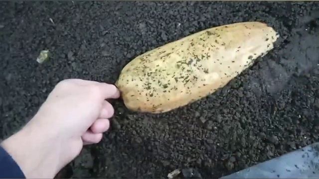 чем кормить калифорнийских червей. что едят черви