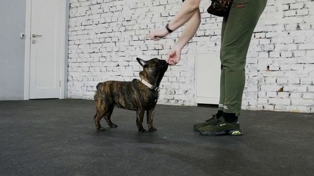 Дрессировка щенка: с чего начать? Учим базовые команды - сидеть, лежать, стоять. Часть 1.