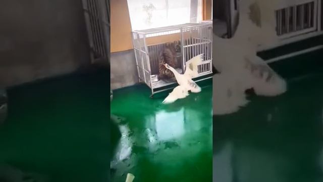 смешные животные