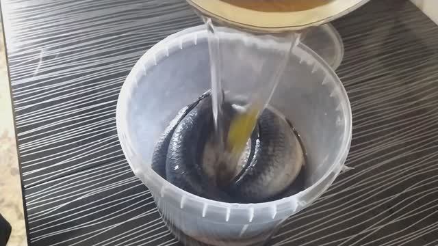 Солим малосольную селедку