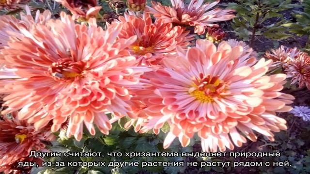 Особенности выращивания крупноцветковых хризантем