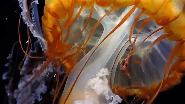 Обитатели морей и океанов  Развивающие мультики ? Морские животные ? Подводный мир