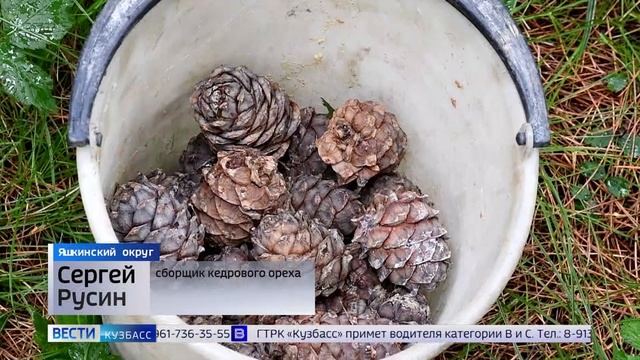 «В этом году урожай меньше»: в Кузбассе открыт сезон сбора кедрового ореха