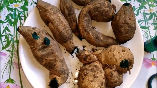 КАК ПРОРАЩИВАТЬ  ГЕОРГИНЫ ВЕСНОЙ