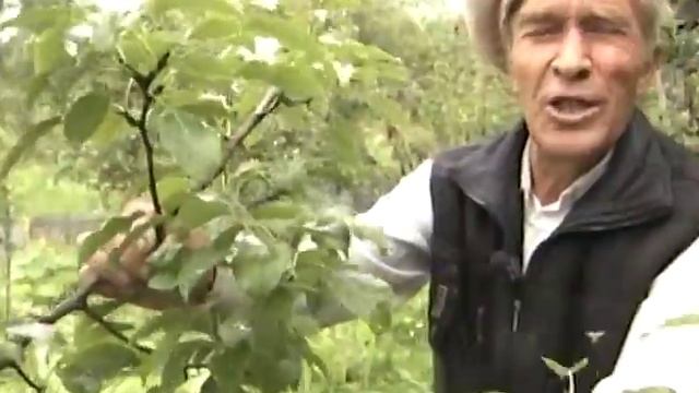 Плодоносящие груши в Сибири