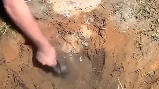 Что будет если залить свинец в муравейник