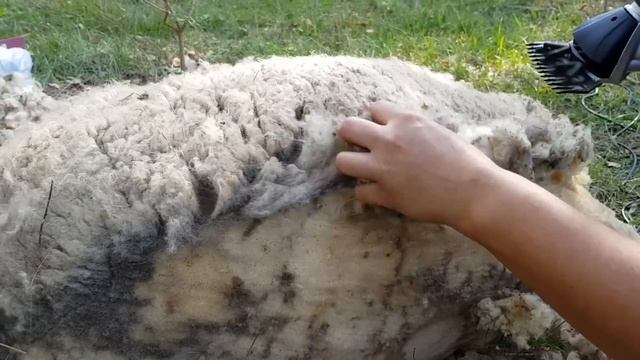 Машинка для стрижки овец.Где купить машинку для стрижки овец?Выбор надежной машинки для стрижки ове