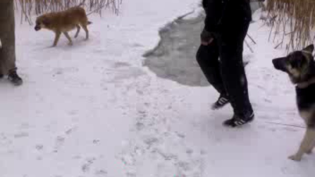 Лед