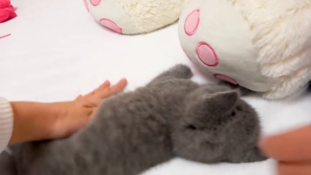 24 часа с моим ПИТОМЦЕМ котёнок ТИМ Настя кормит и ухаживает Ведём к ветеринару ПОКУПКИ для питомца