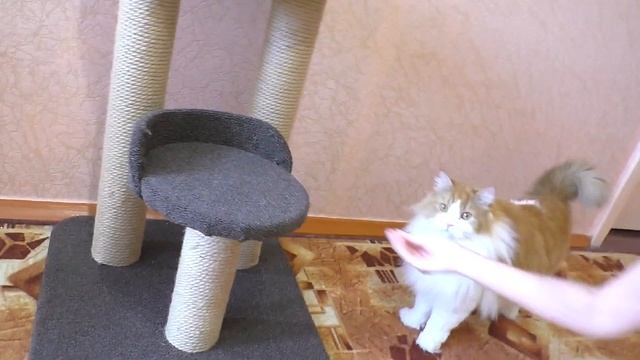 ВСЕ РАЗВЛЕКУШКИ КОТА ВАСИ / ЗООПОКУПКИ / ПОДАРКИ / ХОМКИ ЗАВИДУЮТ / Alisa Easy Pets
