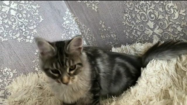 Котейки мейн-кун.mp4