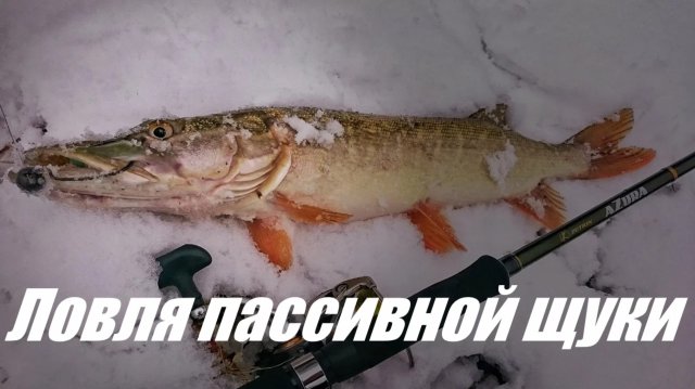 Ловля пассивной щуки поздней осенью (1)