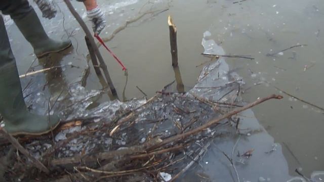 Установка проходного капкана  кп 320 на бобра
