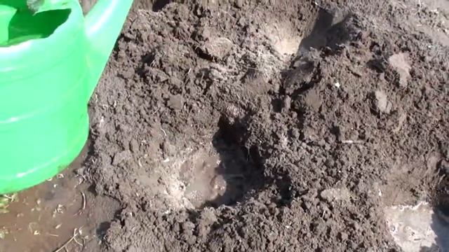 Как сажать помидоры! Высадка томатов в открытый грунт.