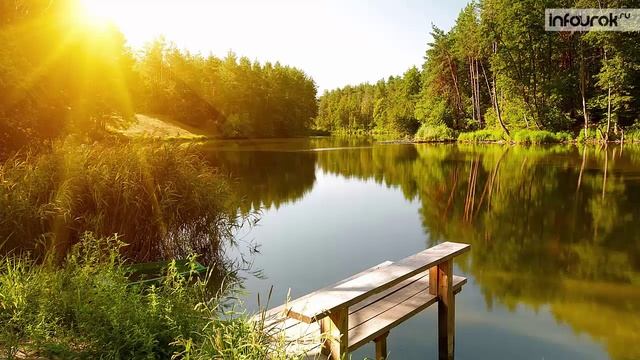 Природное сообщество – болото