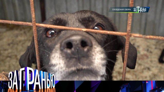 «За гранью»: «Соседская свора» | Выпуск от 6 февраля 2024 года