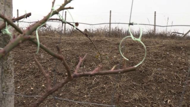 Обрезка плетистых роз, растягивание плетей , питомник роз Полины Козловой rozarium.biz,