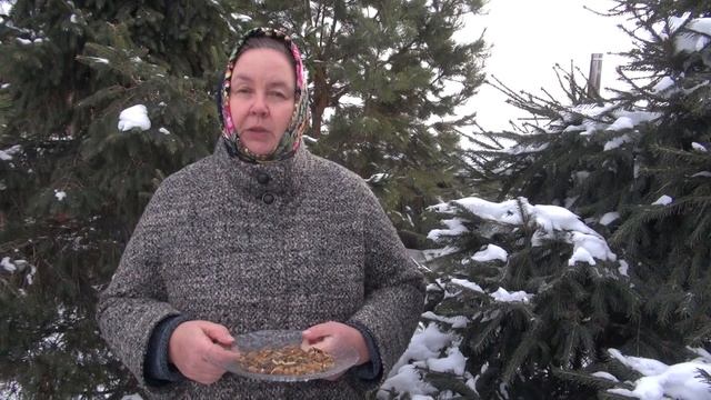 СОФОРА ЯПОНСКАЯ || Плоды. Часть 1